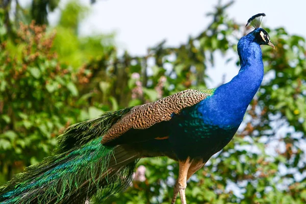 Blue peacock standing — Stock Photo, Image