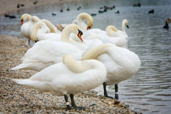 Gruppo di cigni sulla riva del lago — Foto Stock