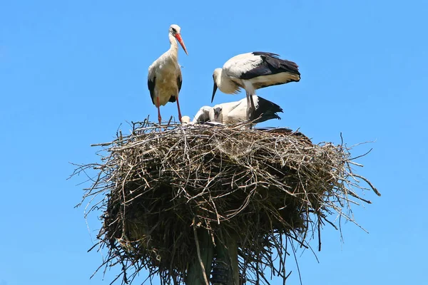 Groep van witte ooievaars in nest — Stockfoto