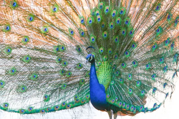 Indian blue peacock spreading wings — Stock Photo, Image