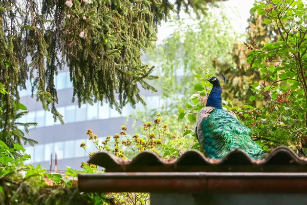 Rear view of blue peacock on roof — Stock Photo, Image