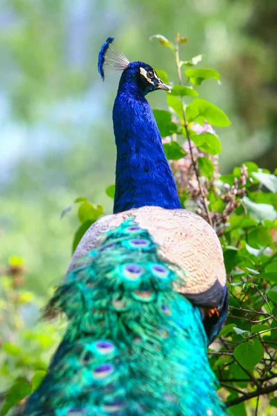 Rear view of blue peacock in nature — Stock Photo, Image