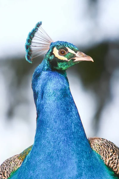 Indian peafowl — Stock Photo, Image