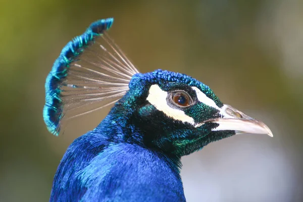 Side view of indian blue peacock — Stock Photo, Image