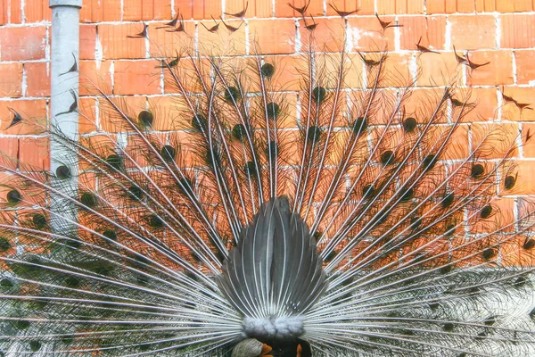Rear view of indian blue peacock — Stock Photo, Image