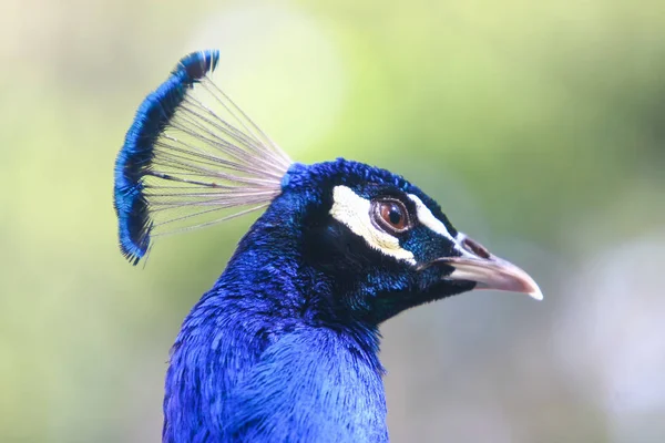 Side view of peacock — Stock Photo, Image