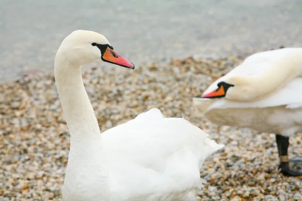 Cisnes na margem do lago — Fotografia de Stock