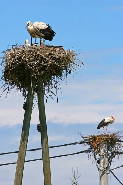 Storks in nests — Stock Photo, Image