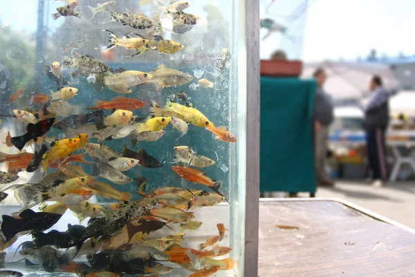 Fish aquarium on a market — Stock Photo, Image