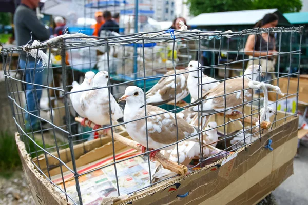 Palomas en jaula en el mercado — Foto de Stock