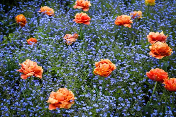 Grupp av blommor — Stockfoto