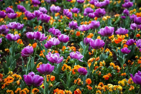 Grupp av blommor — Stockfoto