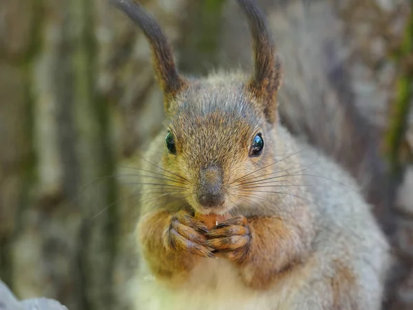 毛皮のようなリスはナッツを食べる 写真の木の近く エサ入れ — ストック写真