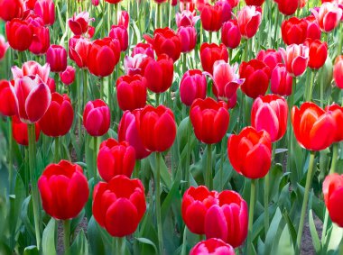 Lale güneşin fotoğrafı