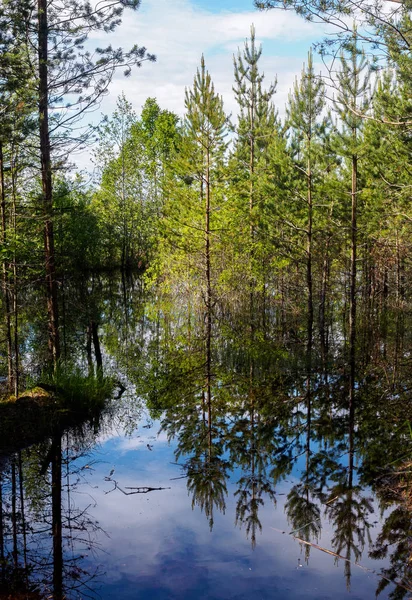 Forest reflected in water — Stock Photo, Image