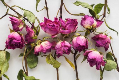 Kurutulmuş gül beyaz bir arka plan üzerinde fotoğraf. Flatley