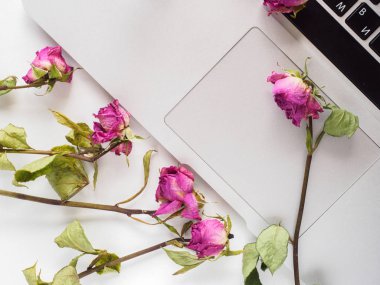 Flatley. Bir dizüstü bilgisayar ve gül üst fotoğrafı