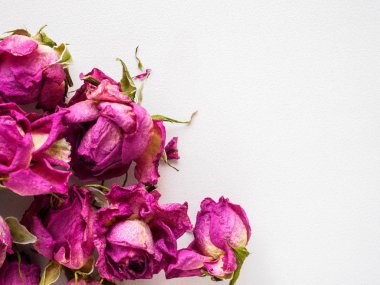 Kurutulmuş gül beyaz bir arka plan üzerinde fotoğraf. Flatley