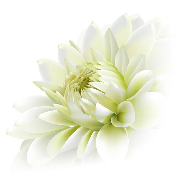 Side View White Chrysanthemum Flower Isolated White Background — Stock Vector