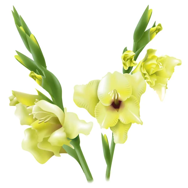 Flores Gladiolo Aisladas Sobre Fondo Blanco — Vector de stock