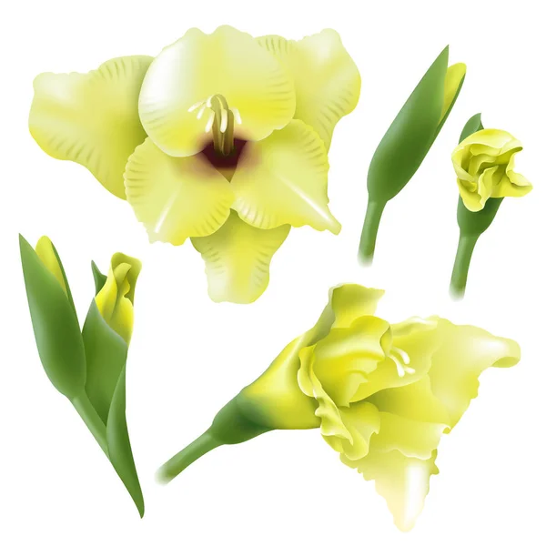 Gladiolus Flores Isoladas Fundo Branco —  Vetores de Stock
