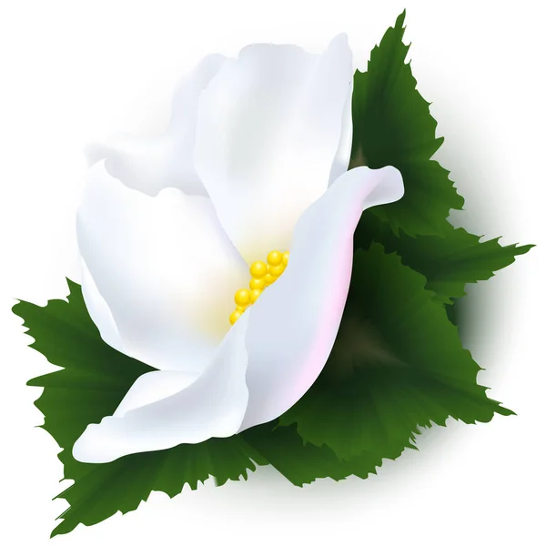 Flores Begonia Blanca Aisladas Sobre Fondo Blanco — Vector de stock
