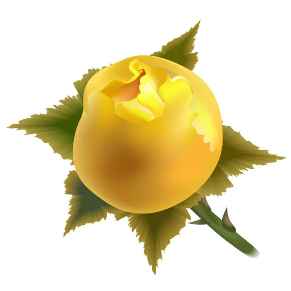 Yellow Rose Bud Isolated White Background Vector Graphics