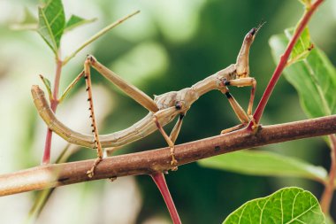 Tropical stick insect in Brazilian garden clipart