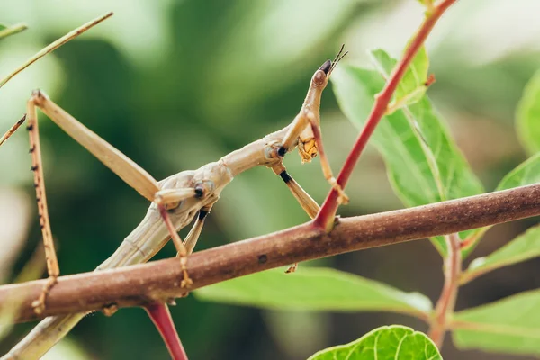 Tropische Stick Insect Braziliaanse Tuin — Stockfoto