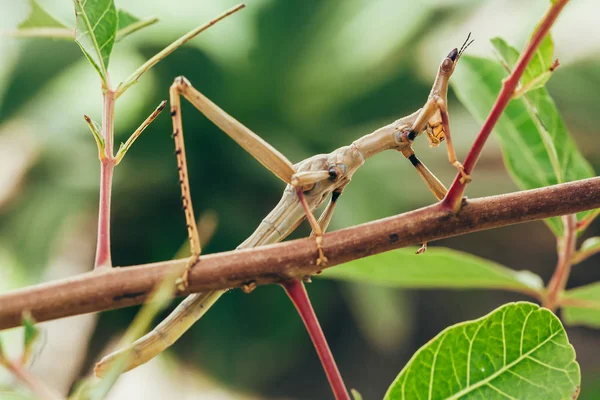 Tropische Stick Insect Braziliaanse Tuin — Stockfoto