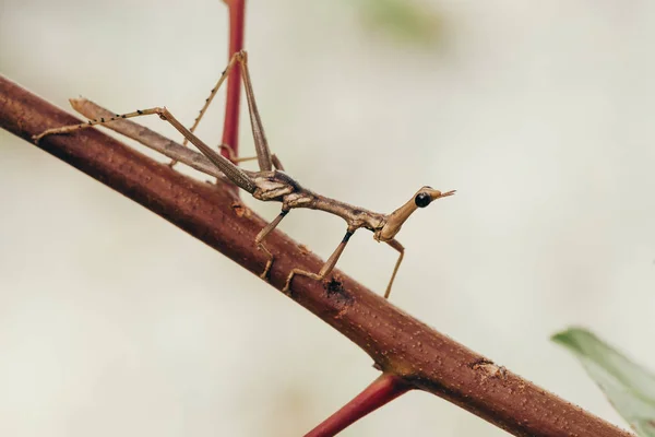 Tropical Stick Insect Brazilian Garden — Stock Photo, Image