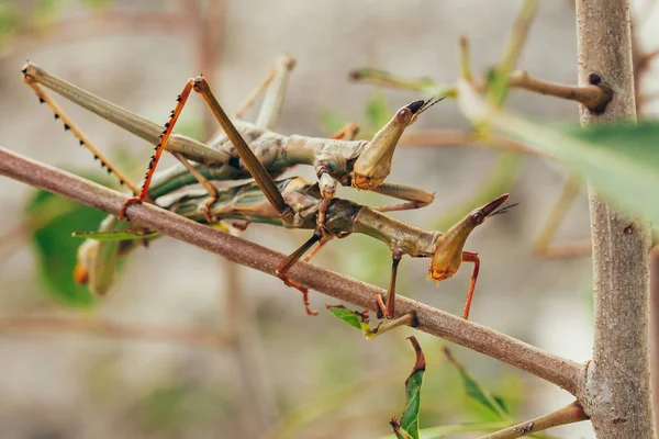 Tropiska Stick Insekt Brasilianska Trädgård — Stockfoto