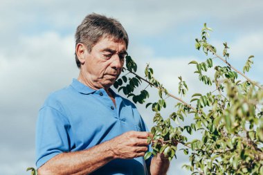 Tozlaşma bitki böcekler tarafından güneşli bir günde kontrol çiftçi.
