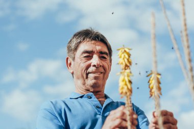 Tozlaşma bitki böcekler tarafından güneşli bir günde kontrol çiftçi.