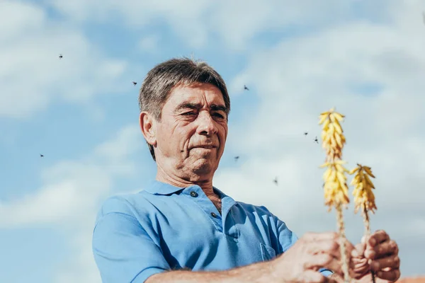 Contadino Che Controlla Impollinazione Della Pianta Parte Degli Insetti Una — Foto Stock