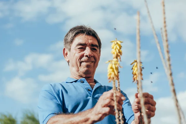 Contadino Che Controlla Impollinazione Della Pianta Parte Degli Insetti Una — Foto Stock