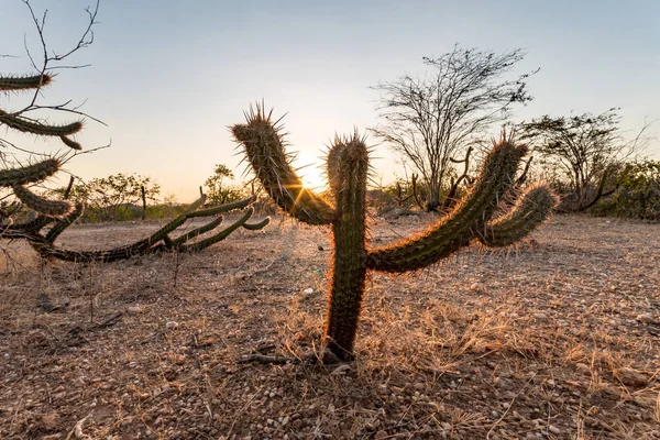 Paisaje Caatinga Brasil Cactus Atardecer —  Fotos de Stock