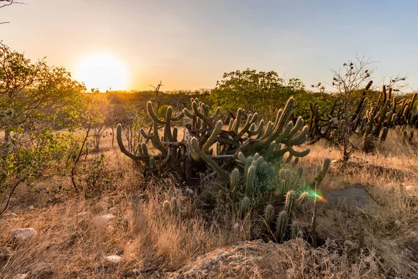 Lanskap Caatinga Brasil Kaktus Saat Matahari Terbenam Stok Foto Bebas Royalti