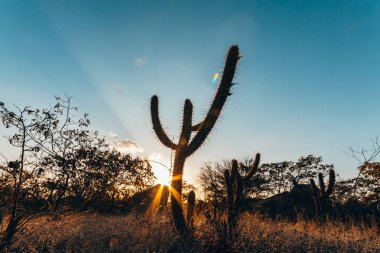 Landscape of the Caatinga in Brazil. Cactus at sunset clipart