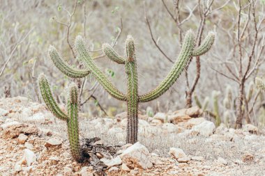 Brezilya'da Caatinga Manzara. Xique-xique olarak bilinen kaktüs