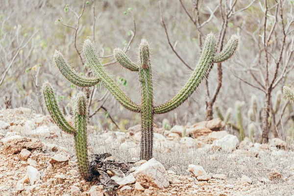 Landskap av Caatinga i Brasilien. Kaktus som kallas xique-xique — Stockfoto