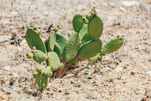 Forage cactus bekend als "Palma forrageira" in de regio van de Caatinga bioom in Brazilië — Stockfoto