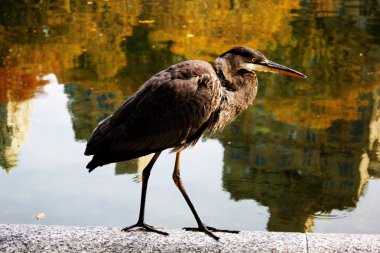 Central Park, New York'ta bir gölün üzerinden uçmaya hazırlanan kuş