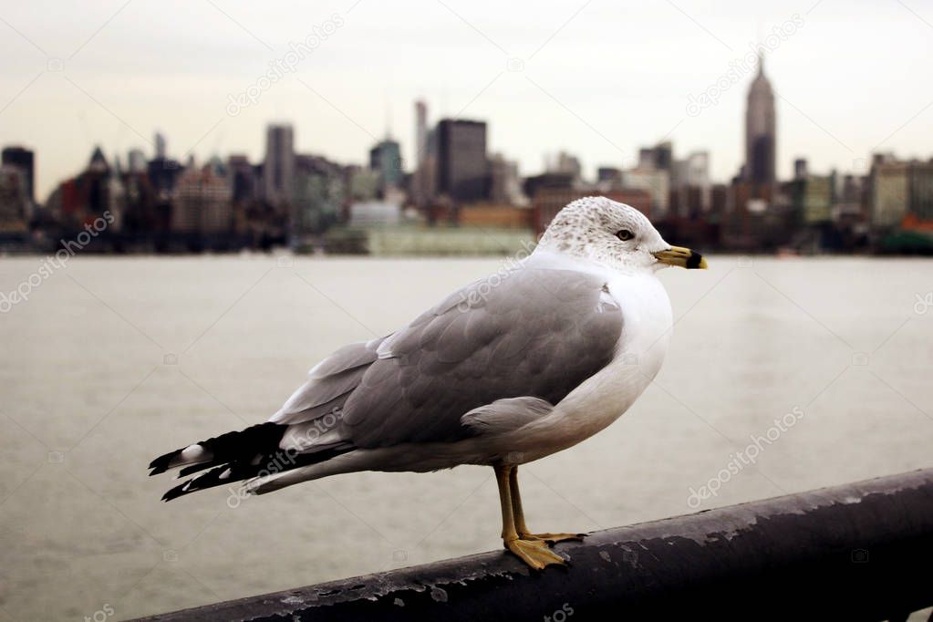 Seagull against New York City Skyline in Hoboken, New Jersey