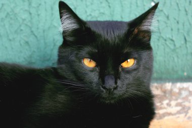 Yeşil duvara yaslanmış sarı gözlü siyah kedi