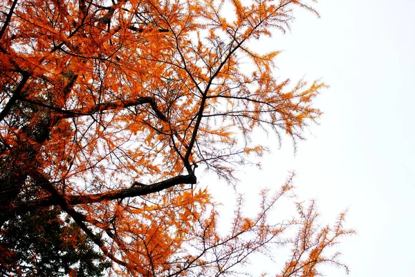 하늘에 떨어지는 가을 낙엽 — 스톡 사진
