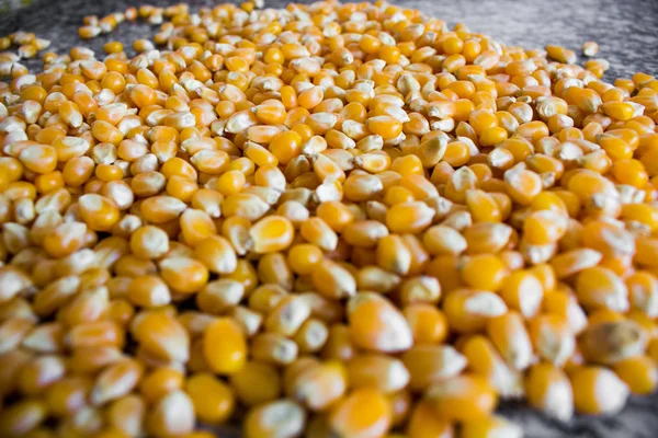 Maïs gebruikt om popcorn te maken, maar ongekookt en upopped. Rauwe ingredie — Stockfoto