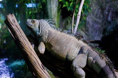 Iguana Ubatuba, Sao Paulo, Brezilya akvaryumunda