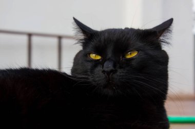 Sarı gözlü kara kedi uyuyor.