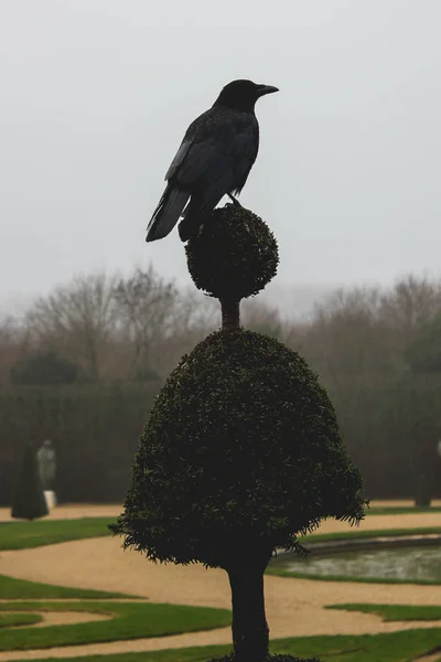 Pájaro negro sobre una planta en un jardín durante el invierno — Foto de Stock